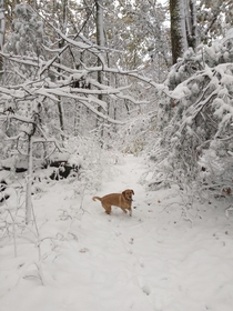 My first time on a hiking trail in the snow first snow of the year happy pupper