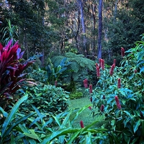 My garden Arakoon NSW Australia OC x