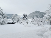 My garden this morning Chartreuse - French Alps 