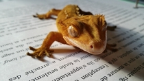 My girlfriends Crested GeckoOC 