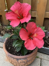 My hibiscus plant loving hot and humid weather