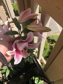 My lilies are blooming 