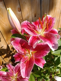 My lillies this year They never last long enough