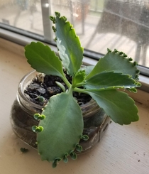 My little Mother of Thousands Kalanchoe daigremontiana Grew it up from a tiny plantlet from a bcmb lab I used to work at