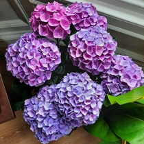my mums indoor hydrangea is just my dream colour palette  jaw droppingly gorgeous