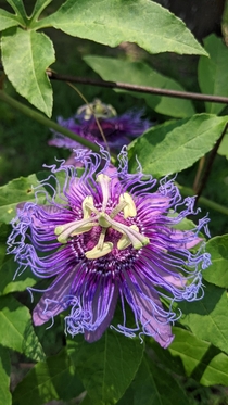 My passion flowers are blooming