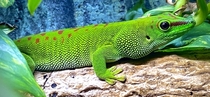 My Phelsuma madagascariensis day gecko phone pic through glass enclosure Still a pretty girl OC
