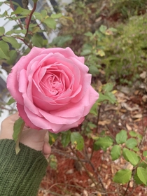 My Pink Rose