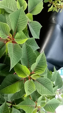 My poinsettia plant Euphorbia pulcherrima