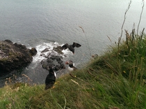 My shot of an Atlantic Puffin landing- Staffa Island in the Outer Hebrides -