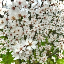 My springtime favourite Almond Blossom  sheer heaven