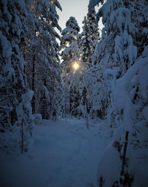 My track through a snowy forest