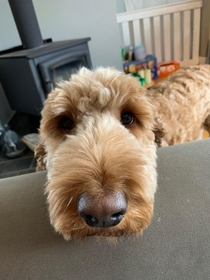 My two year old golden doodle