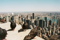 My view from Empire State with birds