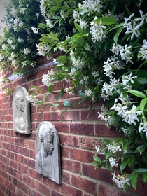 My white Star of Venice jasmine cartwheeling across the garden wall