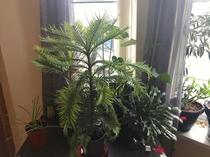 My Wollemia Pine sapling arrived today Known only from the fossil record until  and fewer than  in the wild
