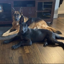 My  year old and  month old german shepherds
