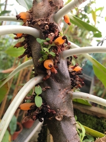 Myrmecodia tuberosa seeds sprouting in situ along the stem  This amazing plant is full of chambers for ants to live in it has evolved into a symbiotic relationship with the ants The berries are very sticky and sprout where they land
