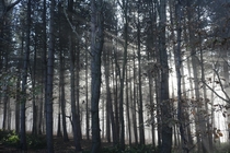 Mystery Forest Fog - Huddersfield UK 