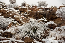 N Arizona Bear Grass and Granite First Snow -- D 