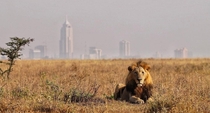 Nairobi Skyline From Nairobi national Park