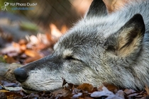 Nap Time - Gray Wolf Canis lupus - 
