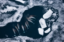 Narwhals in broken sea ice shot from a helicopter x