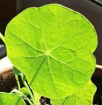 Nasturtium leaf backlit by the sun Tropaeolum sp 