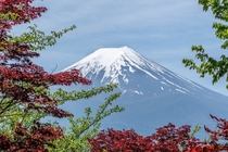 Natural Mountain Mount With Flowers At Kawaguchiko Tenjozan Park 