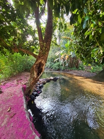 Natural river pool and wondeful fushia petals ground Costa Rica Osa Peninsula  x