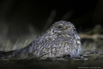 Nature at its best  what a super camouflage Impossible to see them in the morning Sykess Nightjar Caprimulgus mahrattensis clicked at Lodai Gujarat India Canon EOS D Mark II  EFmm fL USM 