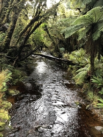 Nature at its finest Rakiura-Nationalpark Stuart Island New Zealand 