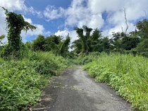 Nature fights back - abandoned road in Canvanas Puerto Rico
