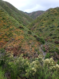 Nature makes you feel small sometimes Los Alamos Canyon California 
