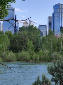 Nature meets city in Calgary Canada