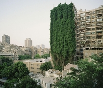 Nature reclaiming a building in Cairo Egypt