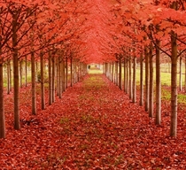 Nature showered its love through beautiful color of leaves in the ground provides relaxation