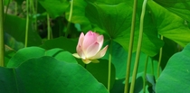 Nelumbo nucifera Pink Lotus flower  Huntington Botanical Gardens