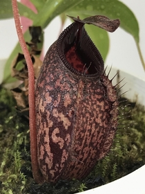 nepenthes aristolochioides x tujuh