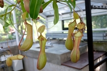 Nepenthes sanguinea carnivorous plant in the botanical garden