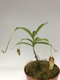 nepenthes talangensis