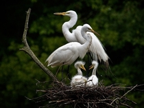 Nesting Egrets Myrtle Beach 