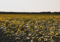 New England sunflower farm CorruptedLife 