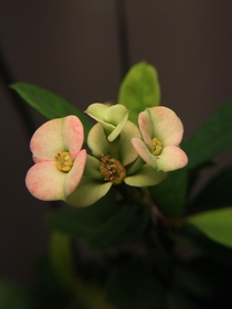 New flowers on a Euphorbia milii aka the Crown of Thorns 