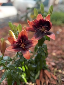 Newest Adriatic Lily blooms