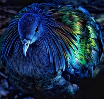 Nicobar Pigeon related to extinct Dodo