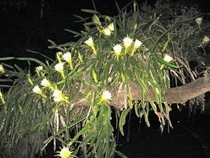 Night-blooming cereus cactus Sarasota FL  OC