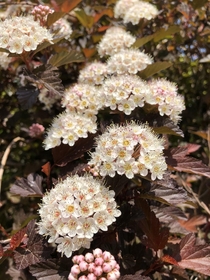 Ninebark Physocarpus opulifolius flowers 