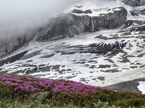Nisqually glacier Mount Rainier WA 