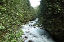 Nooksack River rushing through the forest Washington 